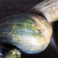 کدو|گل و گیاه طبیعی|دهدشت, |دیوار