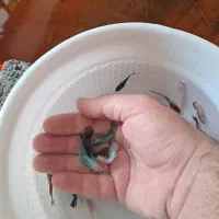 انواع و اقسام فایتر هالفمون با بالاترین کیفیت|ماهی|شیراز, حافظیه|دیوار