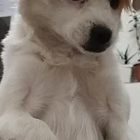 پاکوتا اشپیتز خانگی