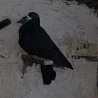 کفتر کبوتر|پرنده|مشهد, شهید معقول|دیوار