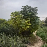 انواع نهال اوکالیپتوس و..|گل و گیاه طبیعی|قرق, |دیوار