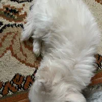سگ جیبی