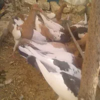 فروش کبوتر|پرنده|مبارکه, |دیوار