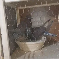 کبوتر ضمانتی