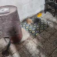 دوتا گربه ناز و کیوت|گربه|قدس, شهرقدس|دیوار