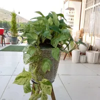 گلخانه ای بهشت گل پتوس مرمر و ارتشی