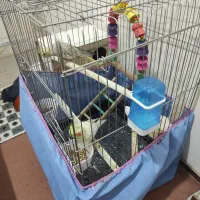 ی جفت عروس هلندی نر ماده ب شرط سالم و سلامت|پرنده|محمدشهر, ولدآباد|دیوار