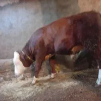 گاو نر شرابی