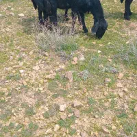 حیوانات مزرعه