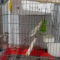 عروس هلندی نره ماده بفروش می رشد یک ملیون چهارصد