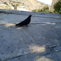 کبوتری|پرنده|ارومیه, |دیوار