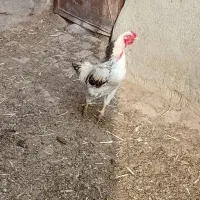 خروس لاری و مرغ لاری