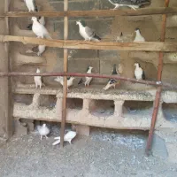 کبوتر دمگیر،بدرنگ روزگاری