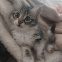 گربه|گربه|تبریز, |دیوار