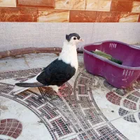 کبوتر ماده ساده|پرنده|زاهدان, |دیوار