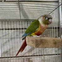 گرینچیک نر و ماده