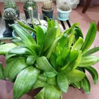 انواع و اقسام گل و کاکتوس و سانسوریا پُر|گل و گیاه طبیعی|بروجرد, |دیوار