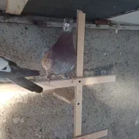 پیازی لک دار|پرنده|الوند, |دیوار