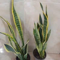 چندتا گل طبیعی