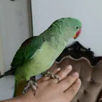 جوجه نر ۶ ماهه شاه طوطی اسکندری|پرنده|فردیس, منظریه|دیوار