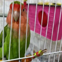 طوطی برزیلی|پرنده|سنندج, |دیوار