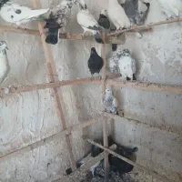 حدود 25تا کفتر عالی|پرنده|گرمسار, |دیوار