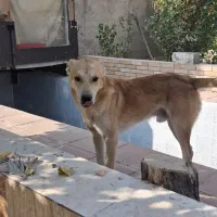 فروش سگ سرابی اصیل|سگ|پاکدشت, پاکدشت (مامازند)|دیوار