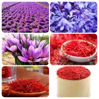 خشک کردن زعفران با دستگاهای اتویی وپرسی|خدمات پیشه و مهارت|خوشاب, |دیوار