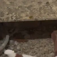 کلفه قرمز نر فراری