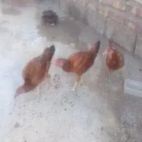 سلام 3عددجوجه شورویی بایک خروس