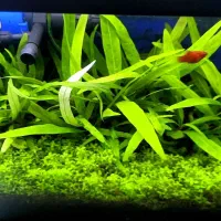 گیاه طبیعی بدونco2 کم توقع قابل کاشت در شن عادی|ماهی|ملایر, |دیوار