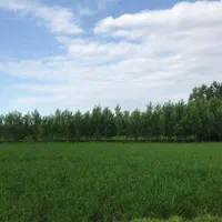 زمین ۲۹۰ متری تک برگ سند در بهترین جای رشت|فروش زمین و ملک کلنگی|رشت, گلسار|دیوار