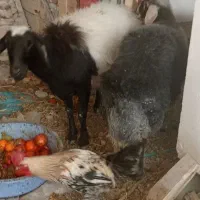 2عدد گوسفندلاکچری پشم موفری نژادی