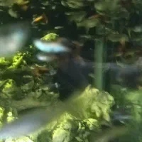 1100عدد ماهی گوپی|ماهی|شیراز, پودنک|دیوار