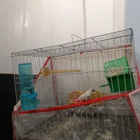 یک جفت فنچ نر و ماده با قفس