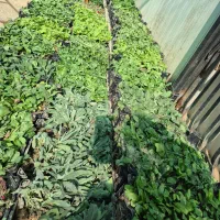 گل داوودی و فصلی *گلخانه من *|گل و گیاه طبیعی|بیرجند, |دیوار