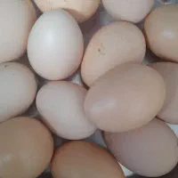 تخم مرغ