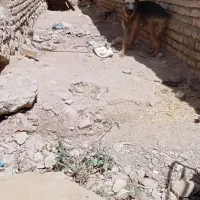 ژرمن شپرد|سگ|ششده و قره بلاغ, |دیوار