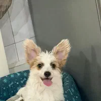 واگذاری سگ|سگ|کرج, باغستان|دیوار