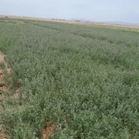 سلام ۱۵جیرب یونجه برای دام گوسفندوگاو|حیوانات مزرعه|اصفهان, راه آهن|دیوار