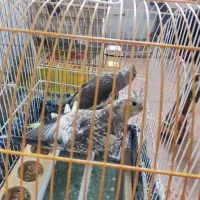 فروش عروس هلندی سه عدد