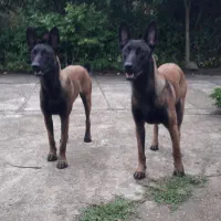 مالینویز توله واگذاری