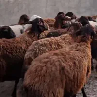 میش فروشی