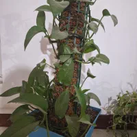 گل طبیعی