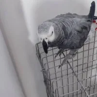 کاسکو ماده رام و سخنگو