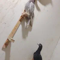 ۴ عدد کبوتر