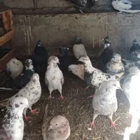 فروش کفتر|پرنده|ویلکیج, |دیوار