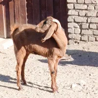 بز... 13/700|حیوانات مزرعه|کاشمر, |دیوار