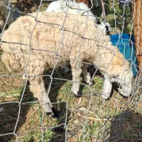 بز فروشی|حیوانات مزرعه|فاریاب, |دیوار