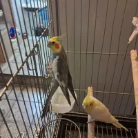 عروس هلندی مولد|پرنده|تهران, آذربایجان|دیوار